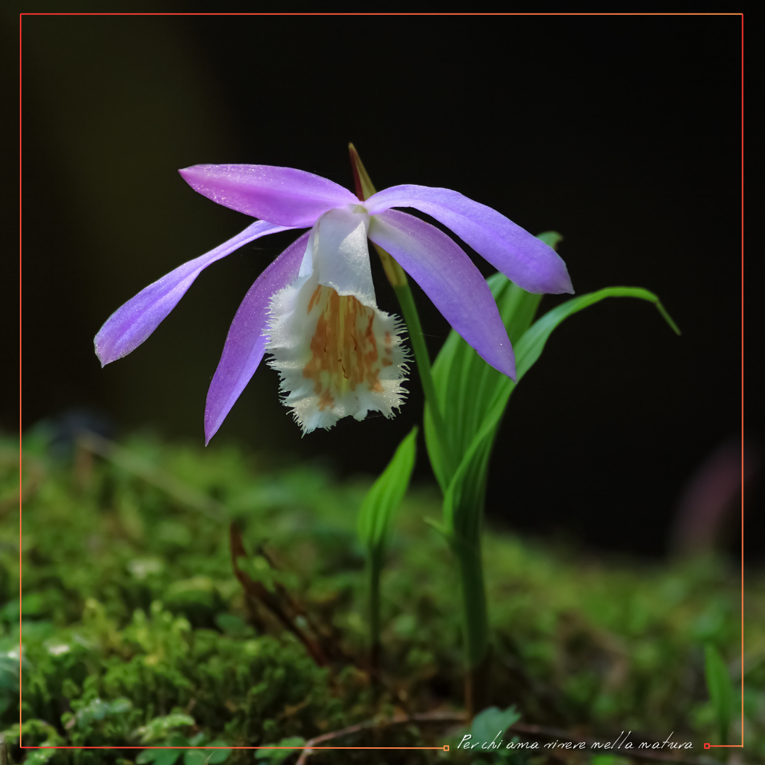 Tutto sulla orchidea Pleione.