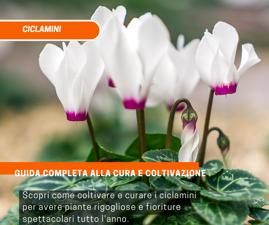 Ciclamini: Guida Completa alla Cura e Coltivazione