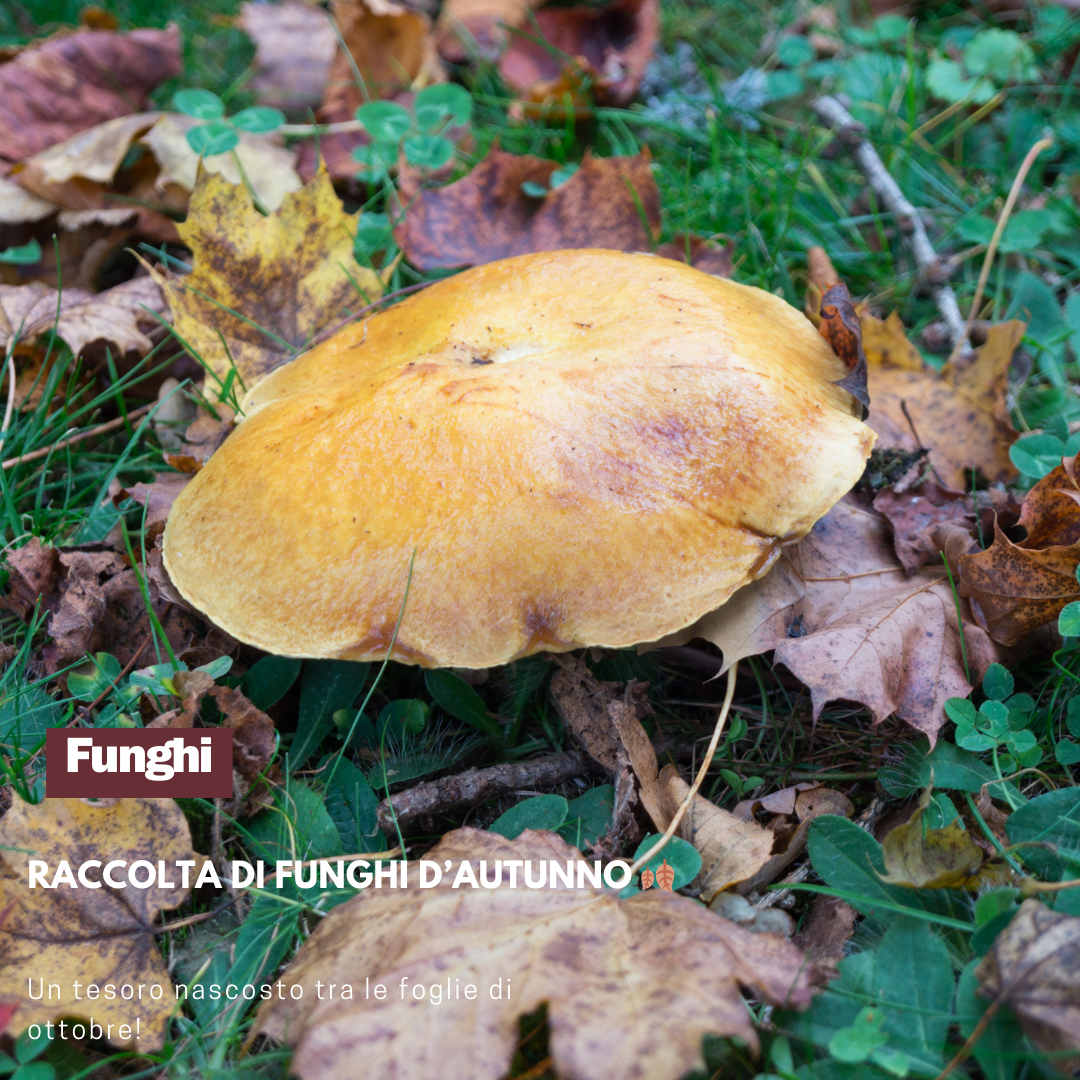 Raccolta di funghi nella faggeta del Monte Canfaito