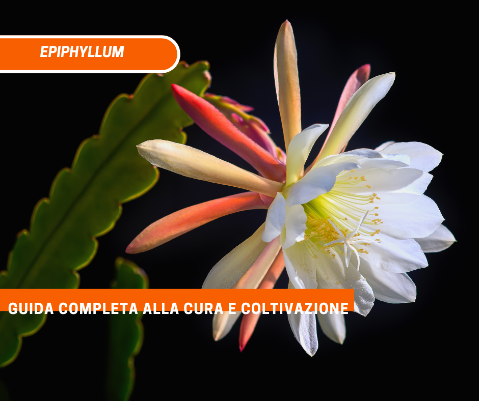 Coltivazione e cura del Epiphyllum