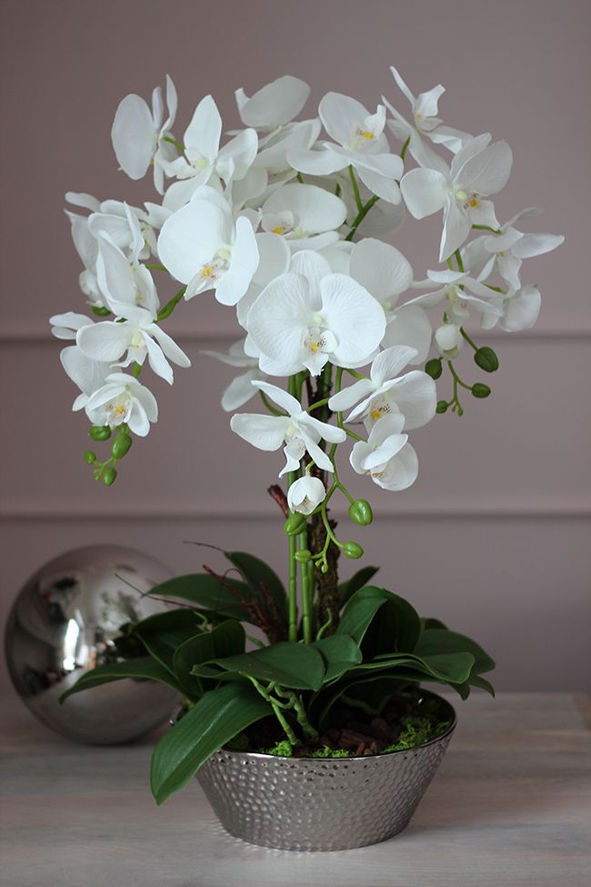 Consigli per l’autunno della orchidea Phalenopsis